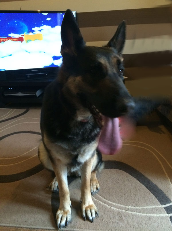 boo the young gsd just wants attention and exercise