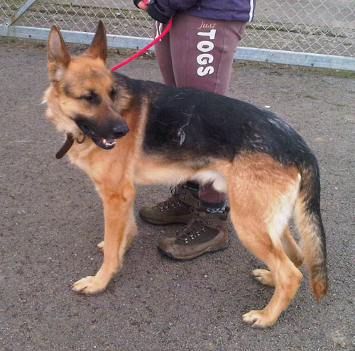 boris handsome romanian german shepherd