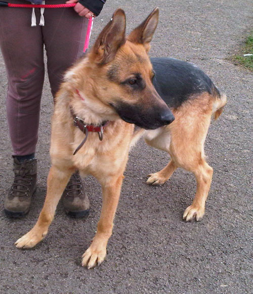 boris is a stunning loking german shepherd