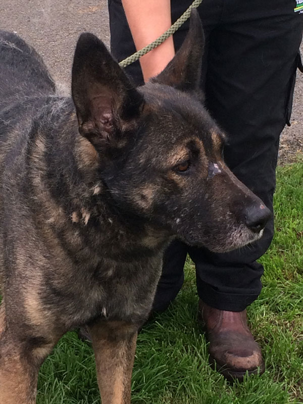 Boss the stray GSD does not want to spend xmas in kennels.....