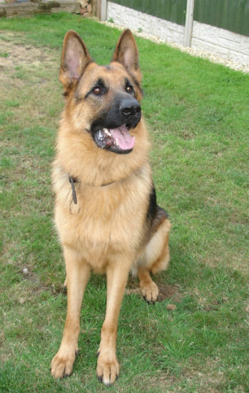 Bracken - Cheshire