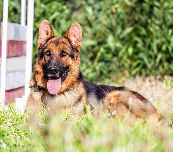 Bruce the stray GSD has developed into a very nice, handsome boy