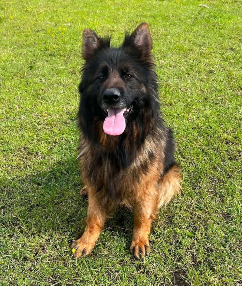 Carly, a Unknown old unknown German Shepherd available for adoption from German Shepherd Dog Rescue in North East