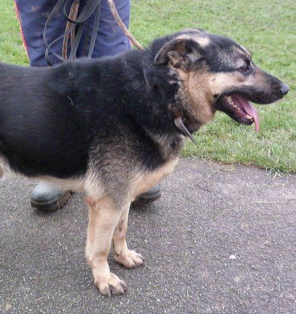 Charlie the rescued german shepherd is now ready top be rehomed
