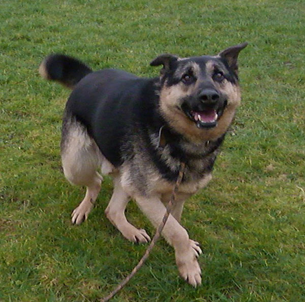 Charlie the rescue gsd wants to play