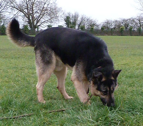 Charlie says you can't beat a good sniff!