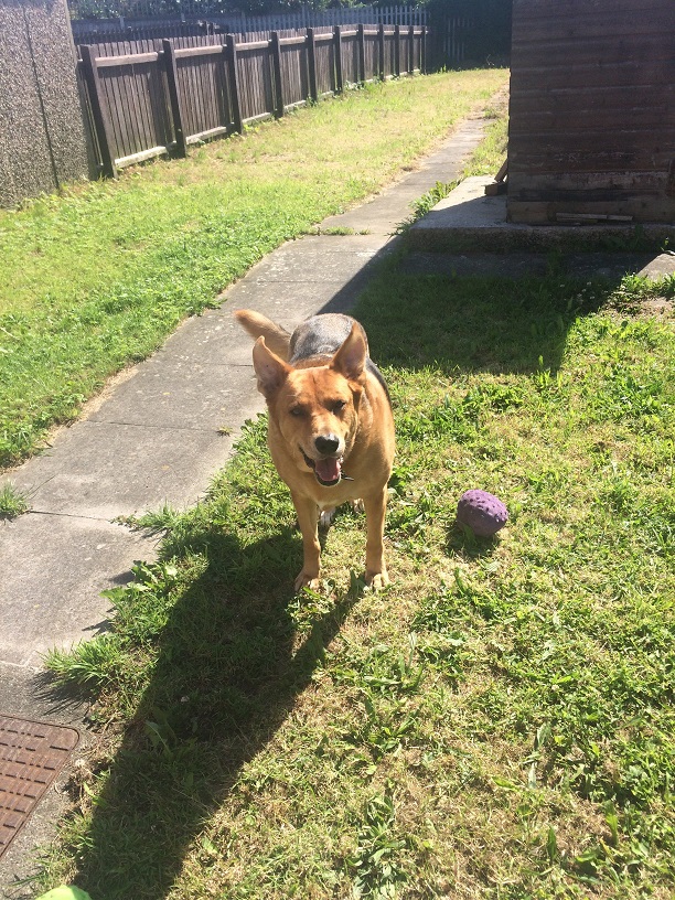 Dog Rescue Kennels North East England Dog Rescue Kennels North East England