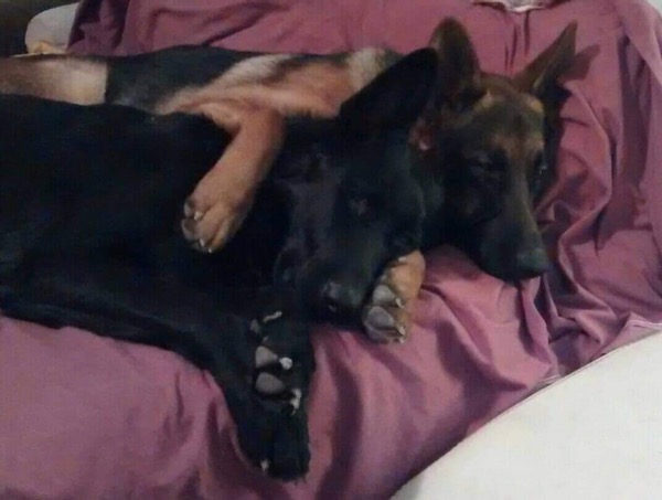 Charlie & Alfie - Swindon