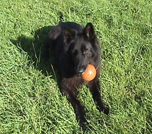charliethe black german shepherd playing ball