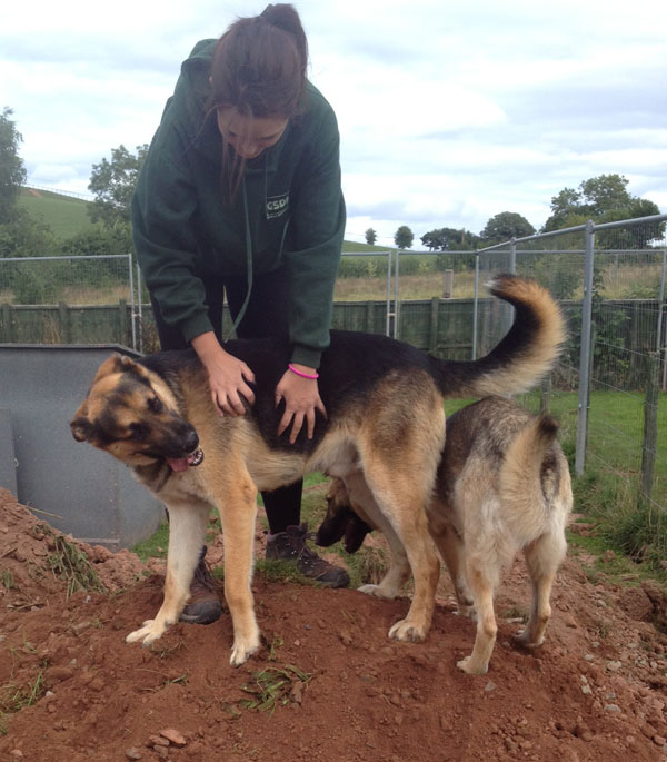 chenko gsd with his girlfriend Molly Moo