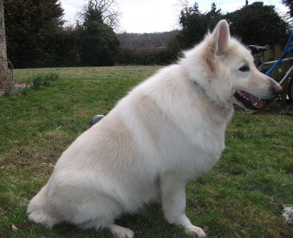 big fluffy white german shepherd