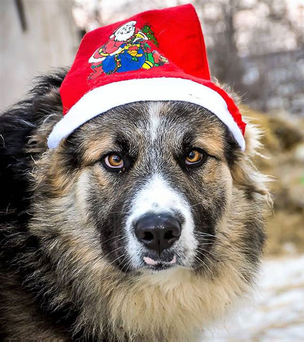 Clarence wearing his Christmas hat.