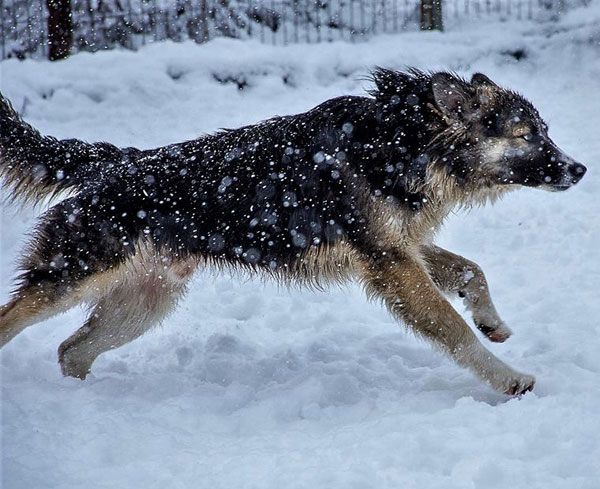 Clarence loves to run and play