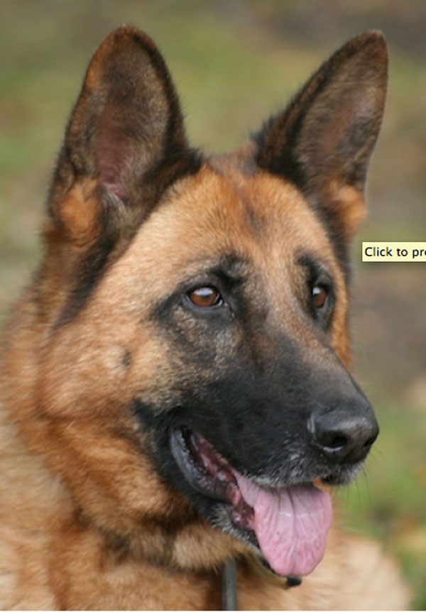 beautiful female shepherd called Cleo who has been in kennels 2 years