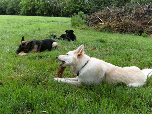 cobi white german shepherd with his doggy friends