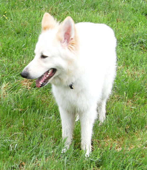 cobi white german shepherd