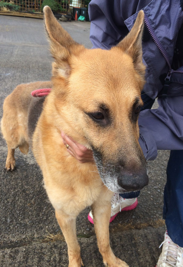 cody gsd in rescue