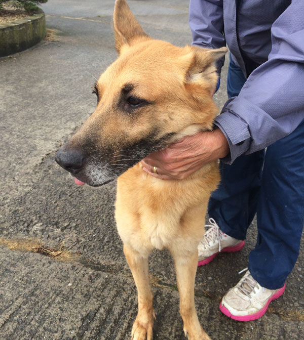 cody gold coloured gsd