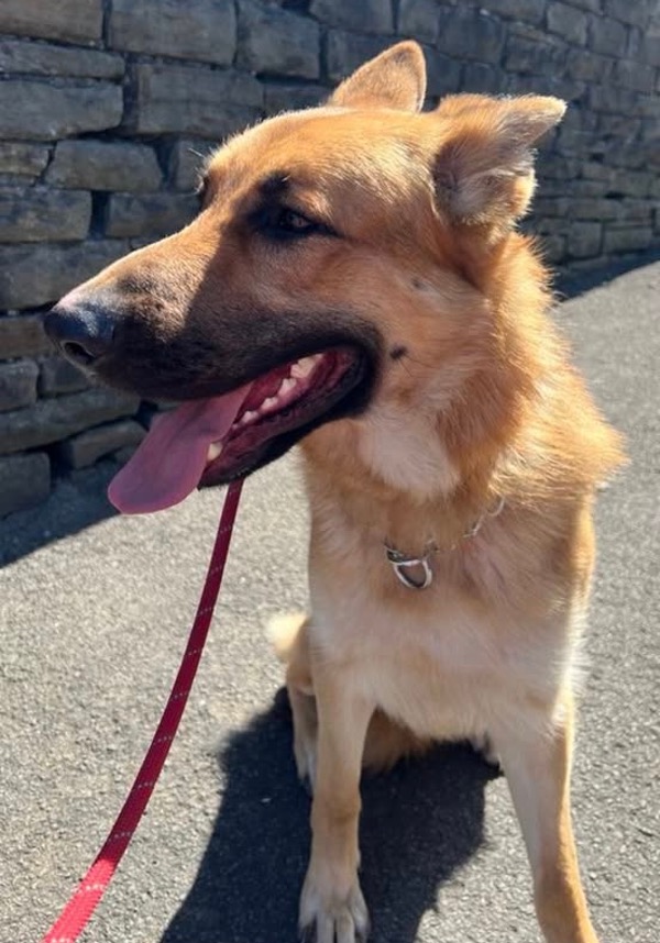 Cooper - South Wales