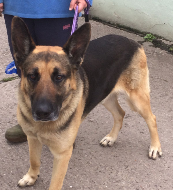 danno very handsome young german shepherd