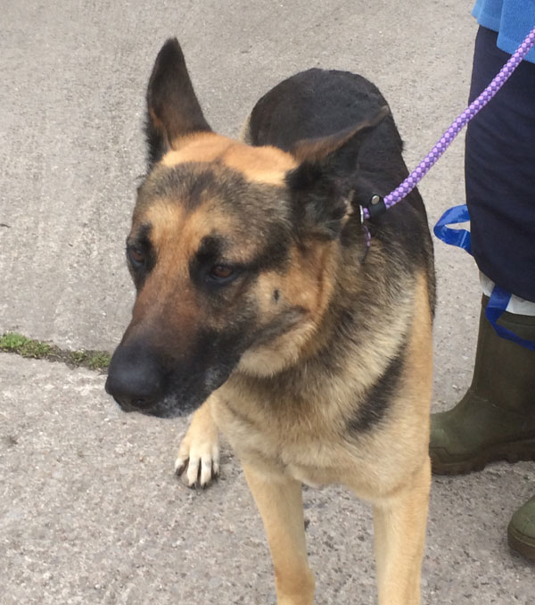 danno the gsd who has been kept on a chain all his life