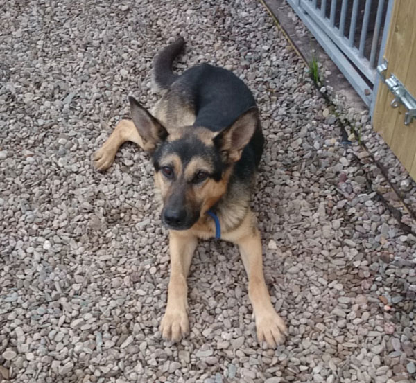 danny the romanian gsd looking very calm and relaxed