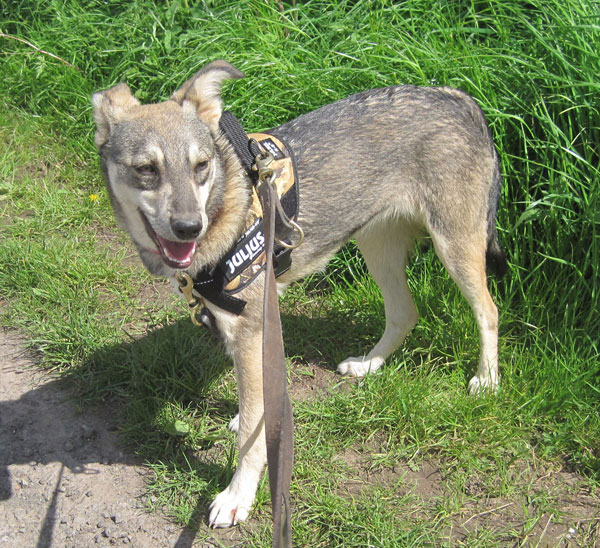 Elsie wearing her new harness and enjoying her first walk