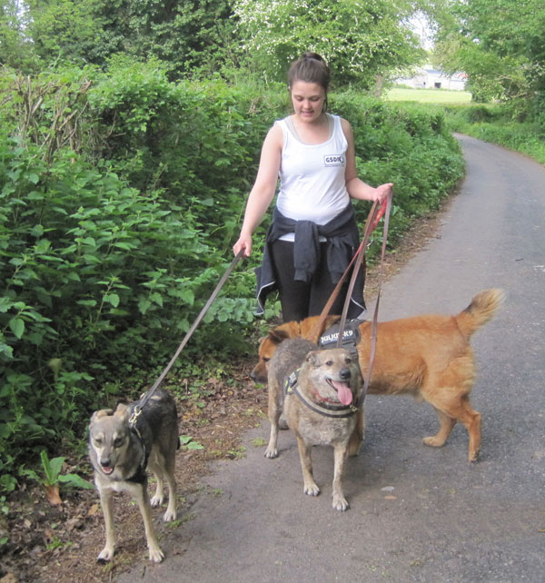 Elsie with some of the gang - Ninja and Lemmy two other rescue dogs