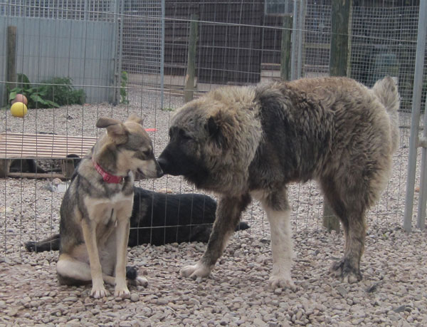 Elsie and her buddy Sox the Caucasian Shepherd