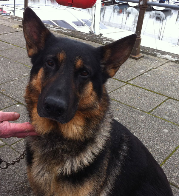 freddie very dark coated german shepherd