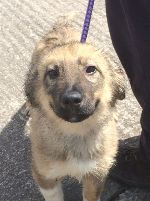 harry the puppy wants a home of his own