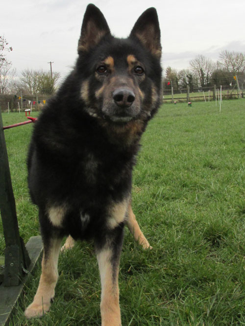 beautiful mature black and tan german shepherd