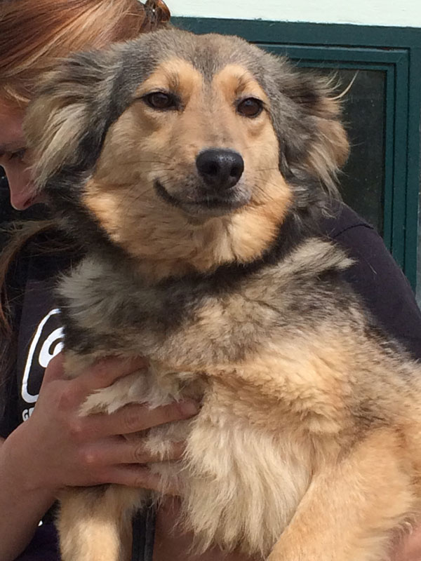 Adorable Hippy the gsd cross puppy