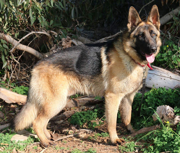 Hugo is such a handsome young german shepherd