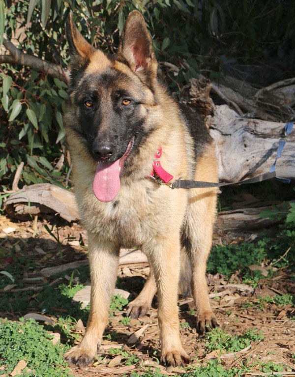 A lovely young gsd boy who deserves a home to call his own.