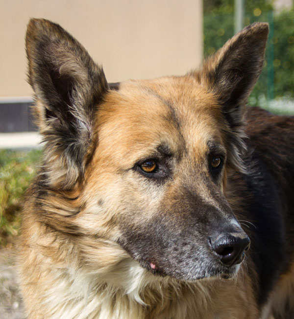 URGENT! German Shepherd Dog Igor in Kennels in Swindon @ GERMAN ...