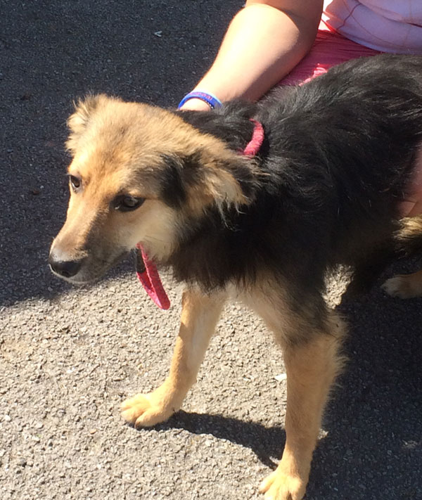 Imogene the GSD cross puppy is such a sweetie and good with everything