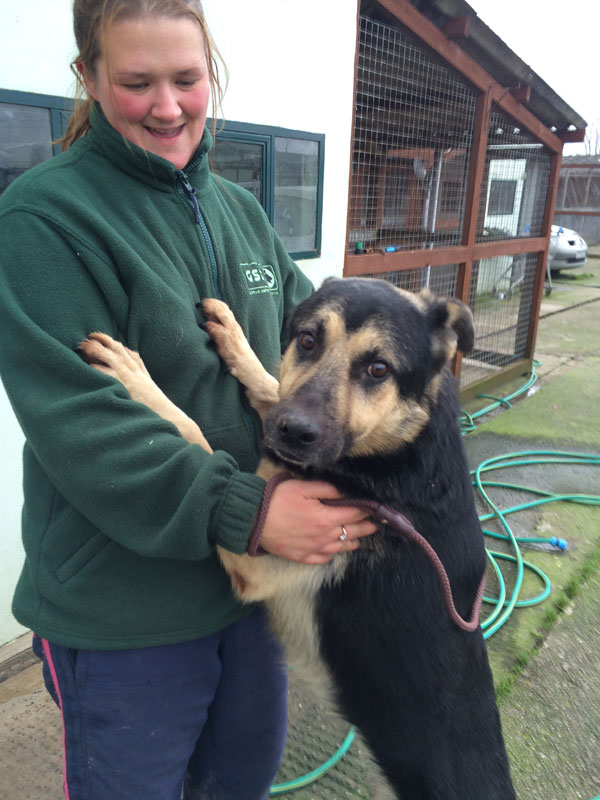 jack the older german shepherd looking a little worried