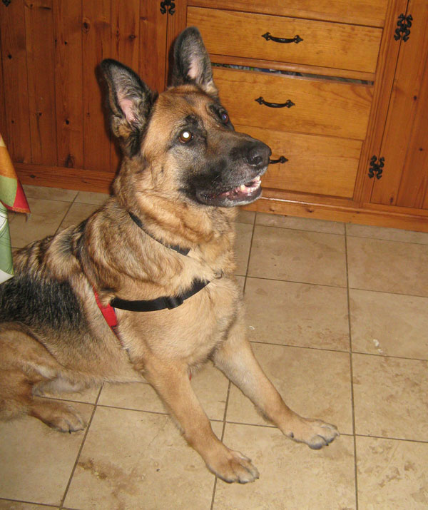 big jack beautiful large german shepherd