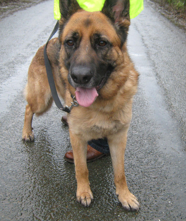 jack is a very large handsome gsd