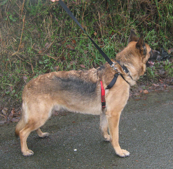 lovely big boy jack the gsd