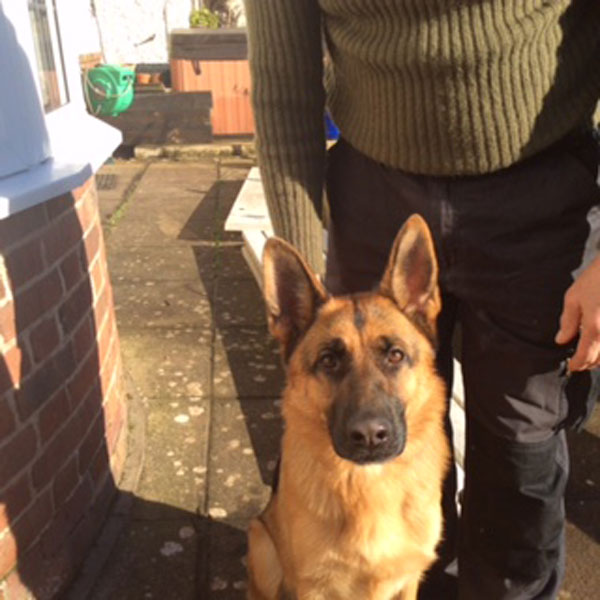 Jager the gsd has such a beautiful face