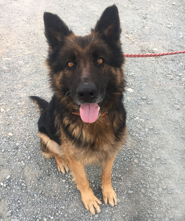 Jake is a very handsome GSD.