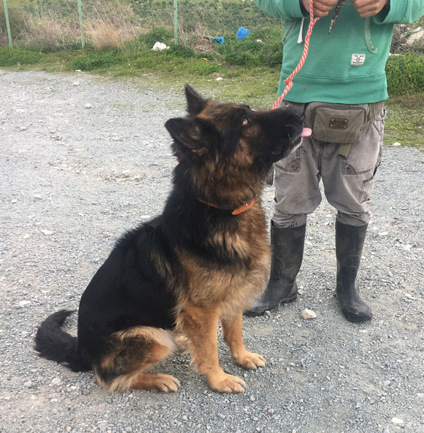 Jake has a lovely head and dark markings.