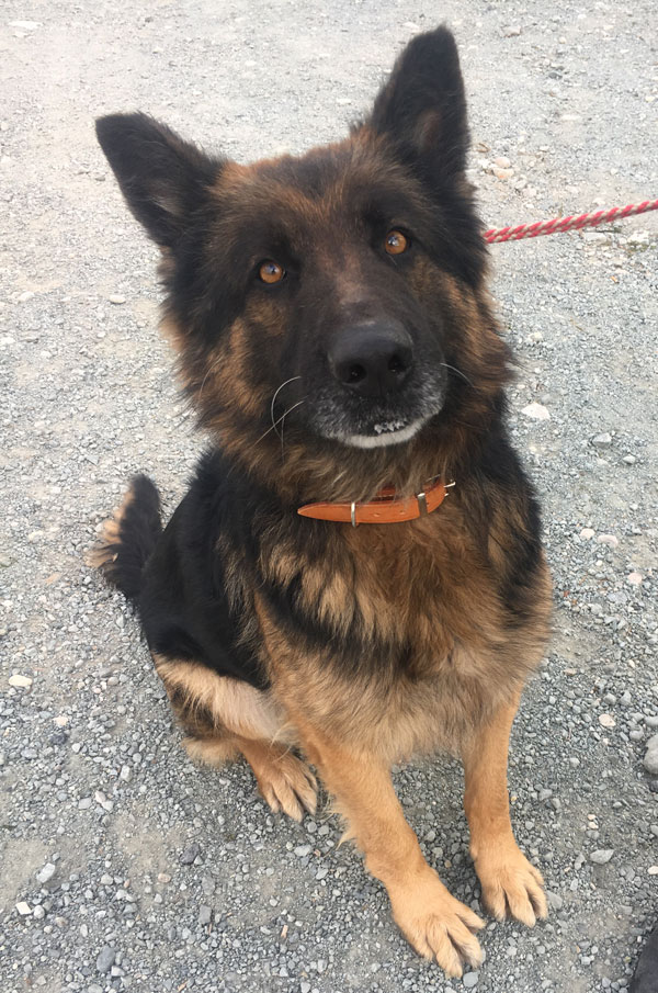 How could anyone have abandoned this lovely German Shepherd?