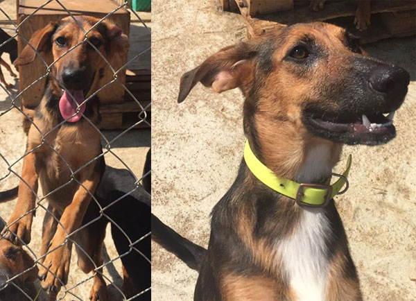 sisters Jasmine and Tine german shepherd cross puppies