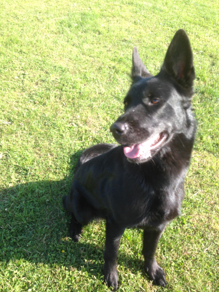 Jazz - Leicestershire