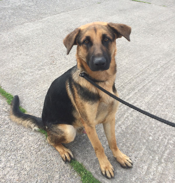 jerad a gorgeous young gsd with floppy ears