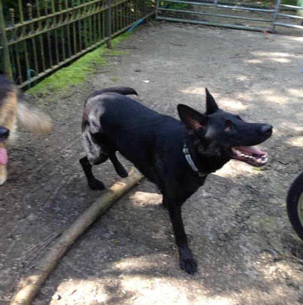 jet, lovely black short coated german shepherd dog 