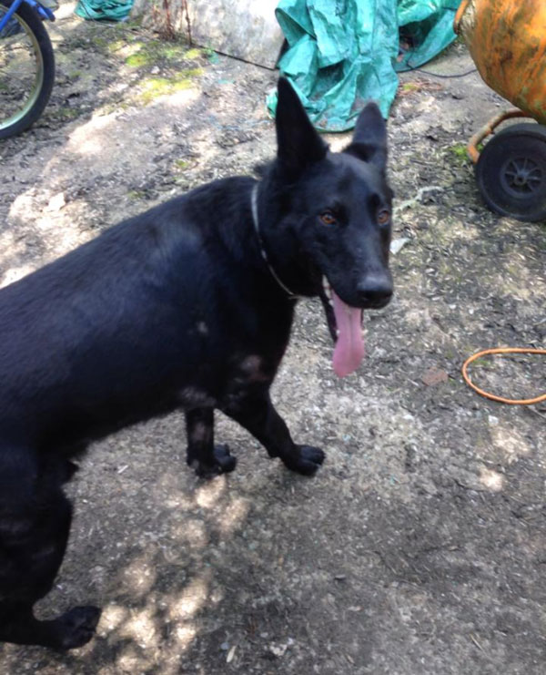 jet the black gsd says hello